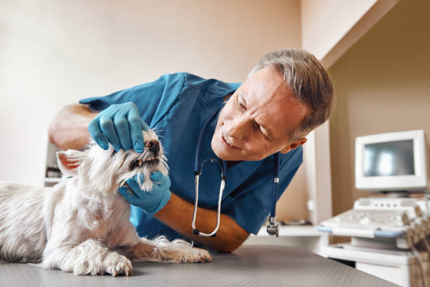 Best Pediatric Emergency Dentist in Brunswick, NC